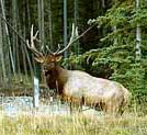 Elk in the backyard at Off our Rockies bed and breakfast Canmore